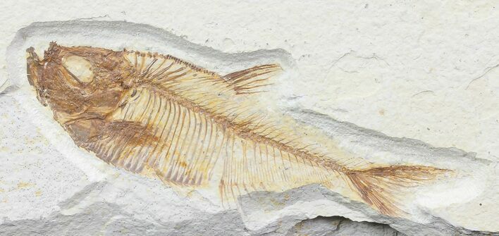 Bargain, Diplomystus Fossil Fish - Wyoming #67929